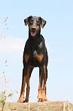 DOBERMANN 1009